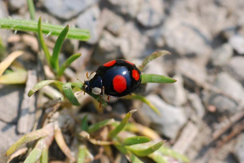 coccinella molto bella